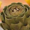 Artichokes From the Field to the Table