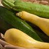 Best Food Buy Summer Squash